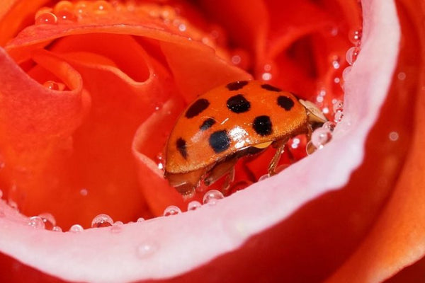 Ladybug on rose bloom