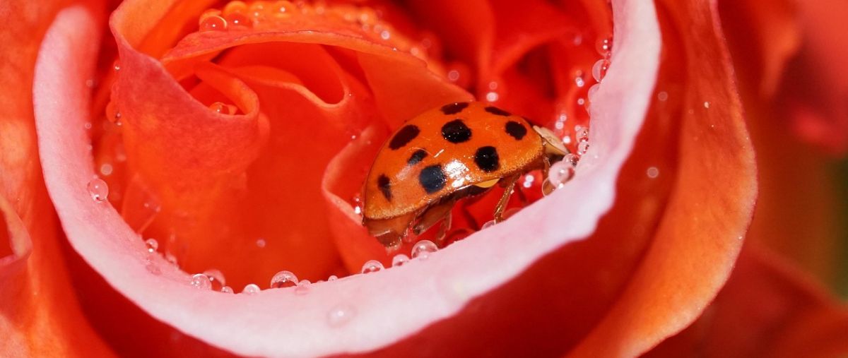 Ladybug on rose bloom