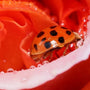 Ladybug on rose bloom
