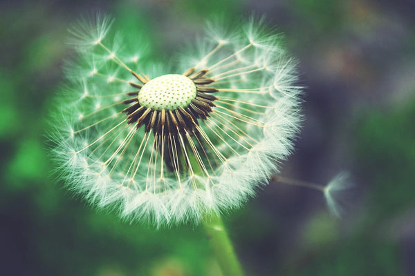 Dandelion seed head 