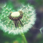 Dandelion seed head 